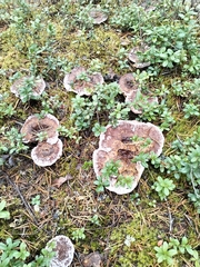 Hydnellum peckii