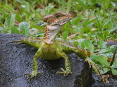 Basiliscus galeritus