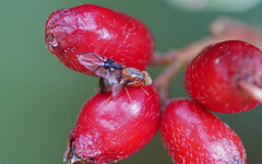 Anomoia purmunda