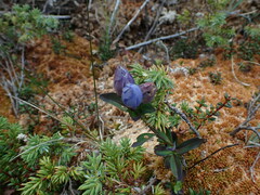 Gentiana sceptrum