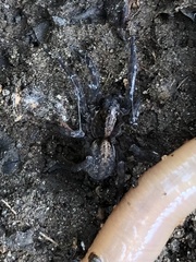 Trochosa terricola
