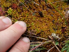 Sphagnum compactum