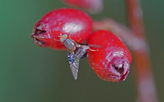 Anomoia purmunda