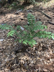 Ulmus alata