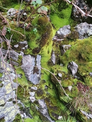 Anoectangium aestivum