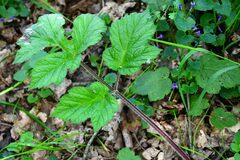 Heracleum sphondylium