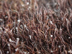 Cephaloziella