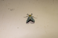 Tyspanodes hypsalis