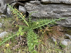 Cirsium spinosissimum