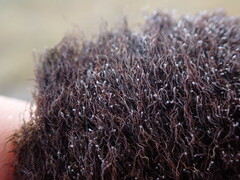 Cephaloziella