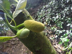 Artocarpus heterophyllus