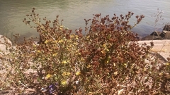 Grindelia stricta angustifolia