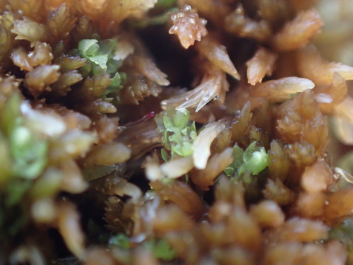 Image of Heterogemma laxa by no rights reserved