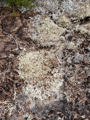 Cladonia uncialis