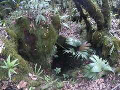 Roscheria melanochaetes