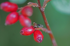 Anomoia purmunda