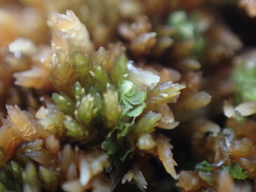 Image of Heterogemma laxa by no rights reserved
