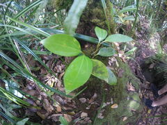 Cinnamomum verum