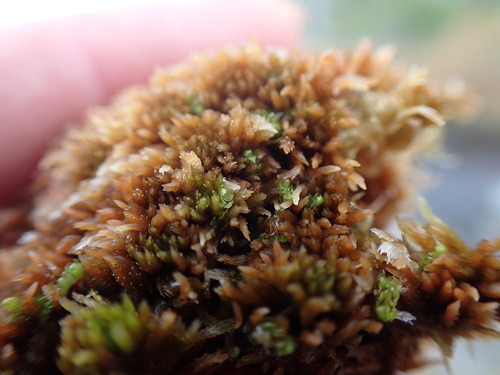 Marsh Notchwort (Heterogemma laxa)