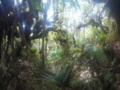 Roscheria melanochaetes