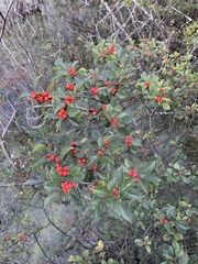 Ilex verticillata
