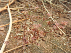 Polycarpon alsinifolium