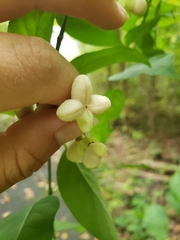 Euonymus atropurpureus