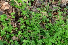 Veronica hederifolia