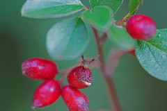 Anomoia purmunda