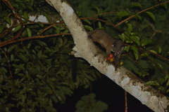 Arctogalidia trivirgata