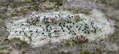Lecidella elaeochroma