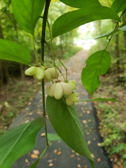Euonymus atropurpureus