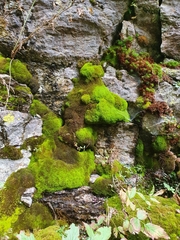 Anoectangium aestivum