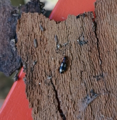 Dromius quadrimaculatus