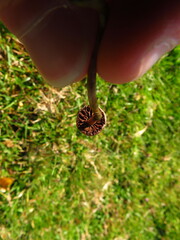 Psilocybe semilanceata