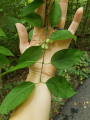 Euonymus atropurpureus