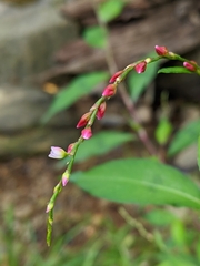 Persicaria hydropiper