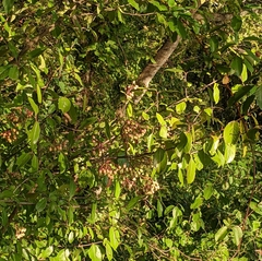 Viburnum prunifolium