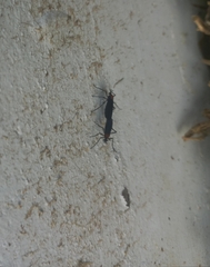 Plecia ruficollis