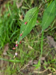 Persicaria hydropiper