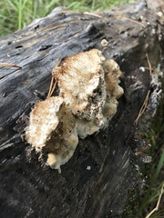 Coriolopsis gallica