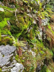 Anoectangium aestivum