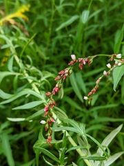 Persicaria hydropiper