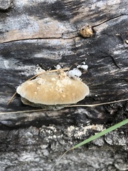 Coriolopsis gallica