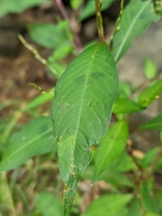 Persicaria hydropiper