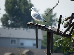 Larus delawarensis