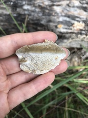 Coriolopsis gallica