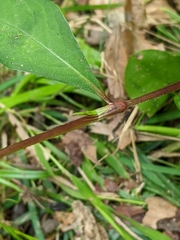 Persicaria hydropiper