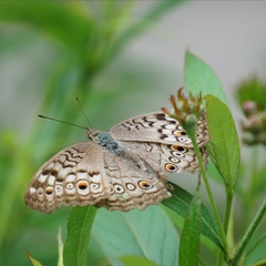 Junonia atlites atlites