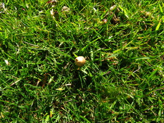 Psilocybe semilanceata